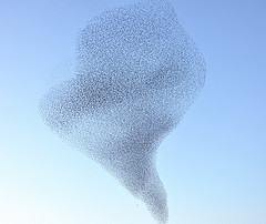 'European Starling, flock 1.' by etgeek (Eric) on Flickr