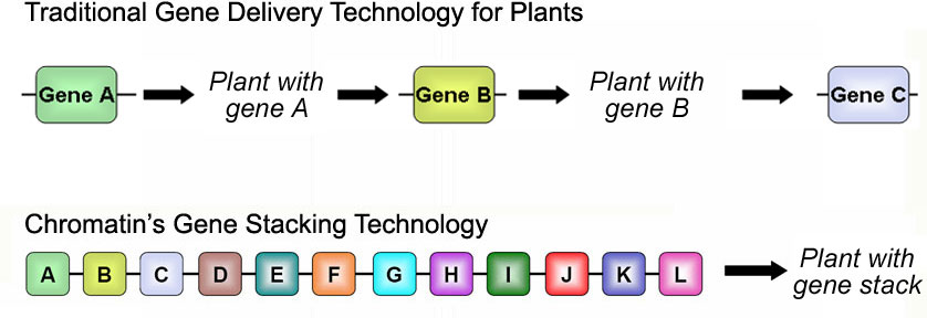 Chromatin Demonstrates "Mini-Chromosome Gene Stacking"