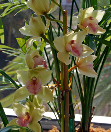 [Cymbidium+April+2006.jpg]