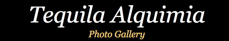 Tequila Alquimia Photo Gallery
