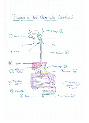 BLoG De YoaNii~!~*: Esquema del Aparato Digestivo