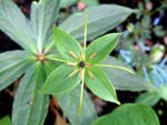 (重楼) Paris polyphylla:  Chinese Anti-Cancer Herb