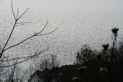 swarm gleaners hermit nature nj blackbirds