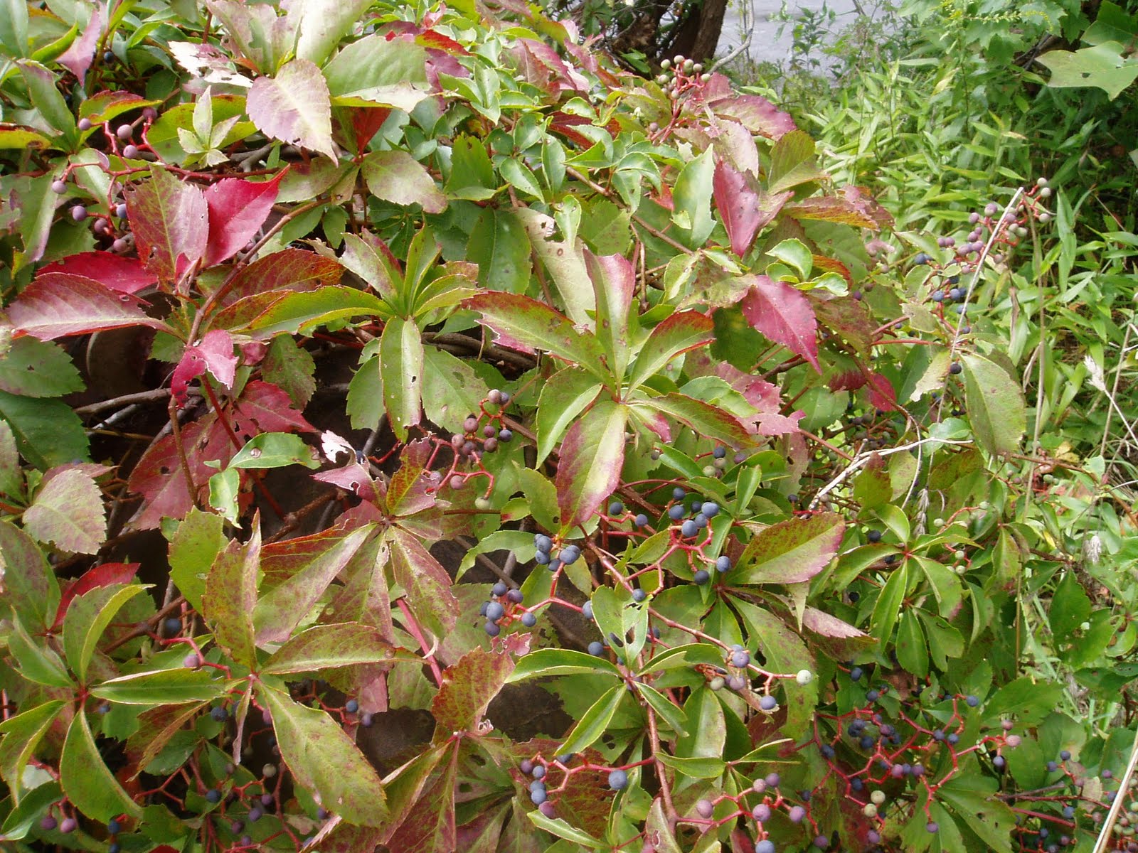 Nature Hermit fine print virginia creeper sap