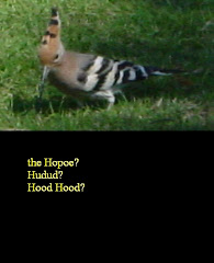 Hood Hood?