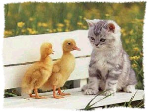 LIDANDO COM AS DIFERENÇAS