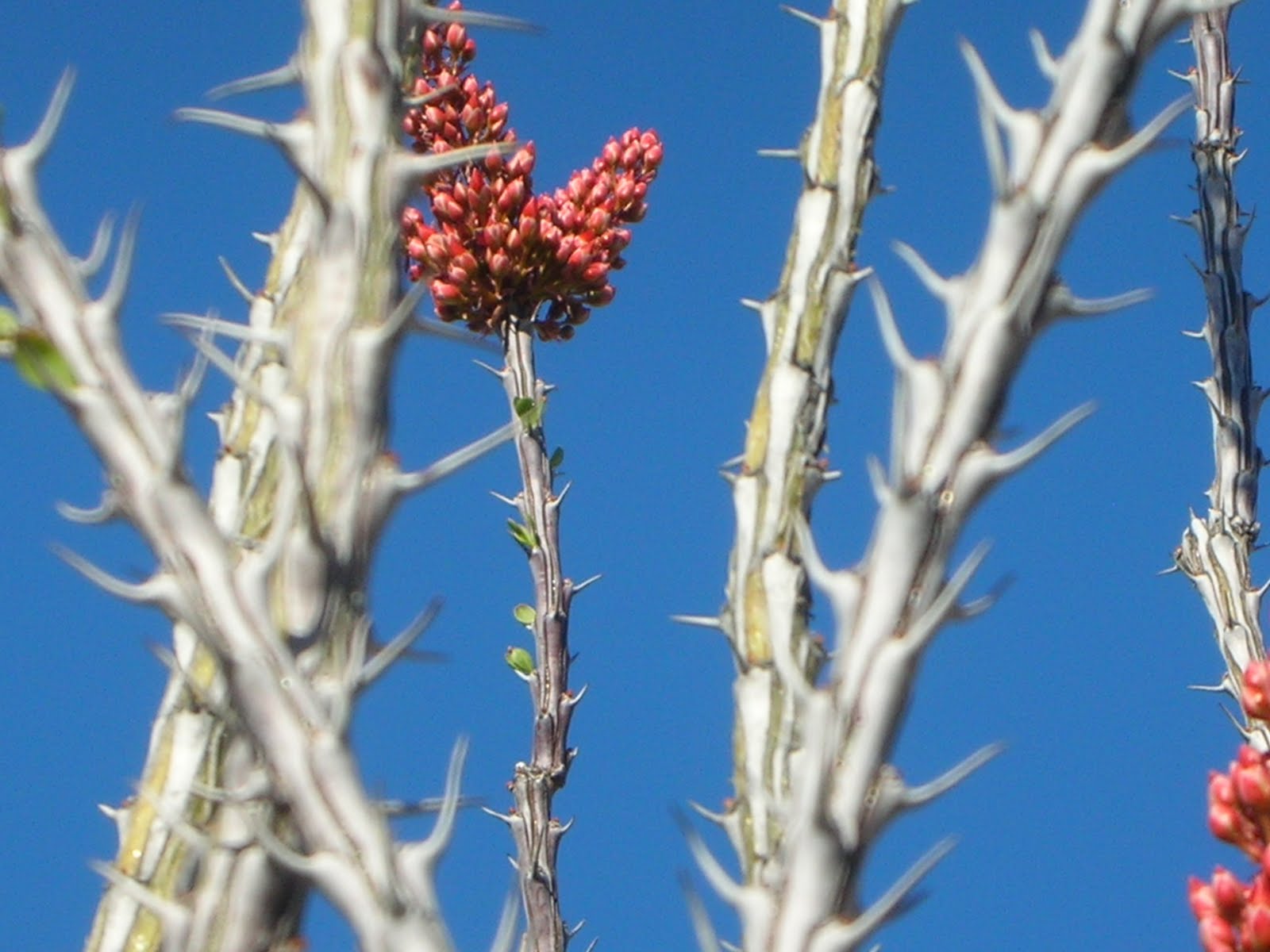 Prickly Paradise A Living in the Desert Thorns