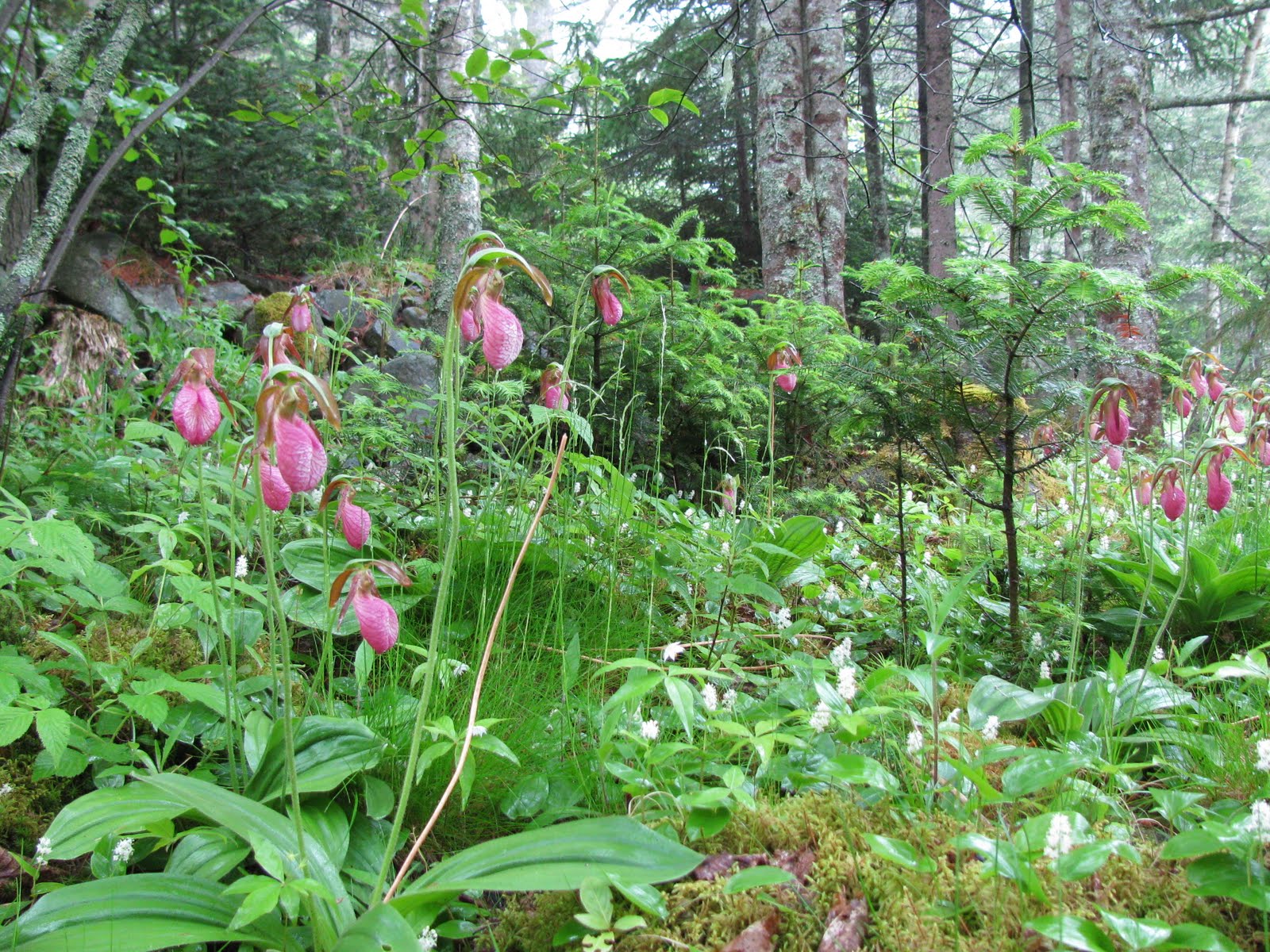 Gardeningbren in Nova Scotia A Nova Scotia Woodland Delight