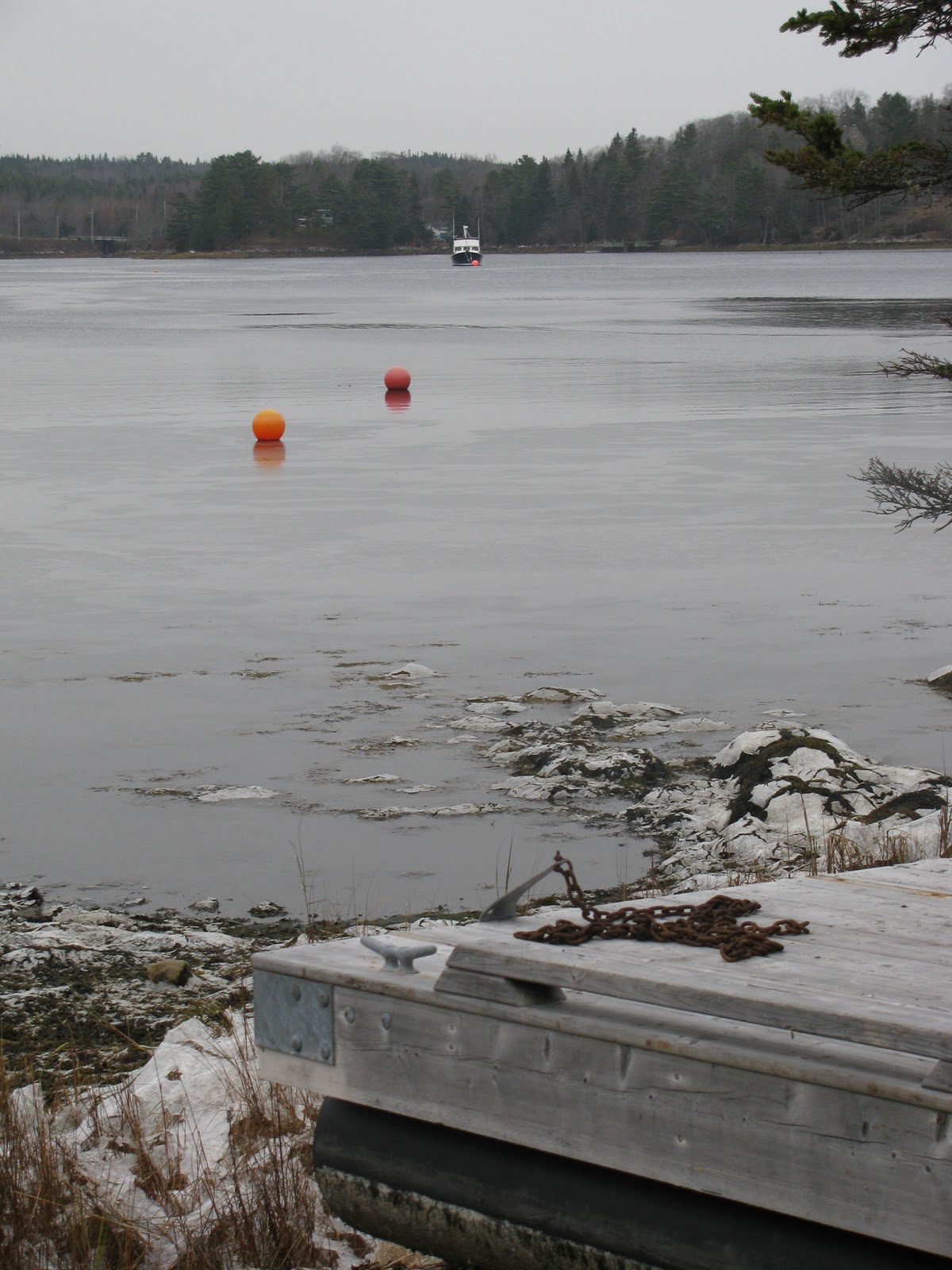Gardeningbren in Nova Scotia Still Time Left to Plant Tulip Bulbs
