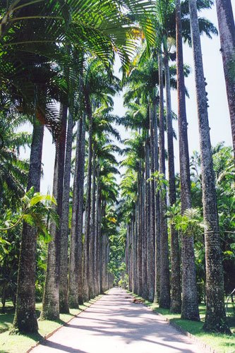 [jardim+botanico.jpg]
