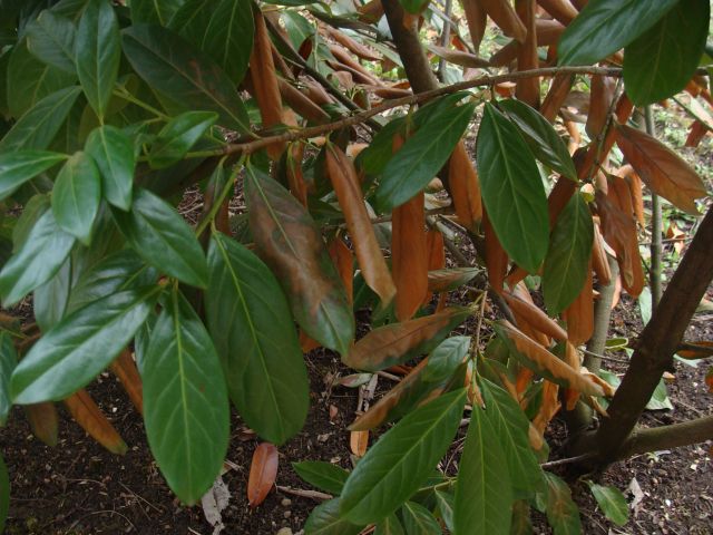 Mein Waldgarten: Winterschäden Und Erstes Blühen Mein Waldgarten: Winterschäden Und Erstes Blühen