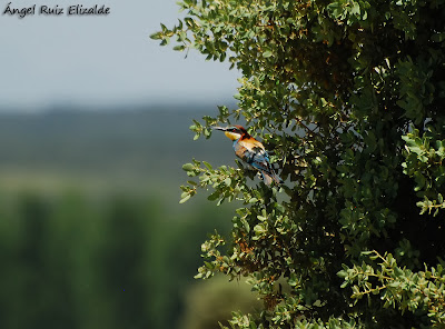 Abejaruco común (Merops apiaster)