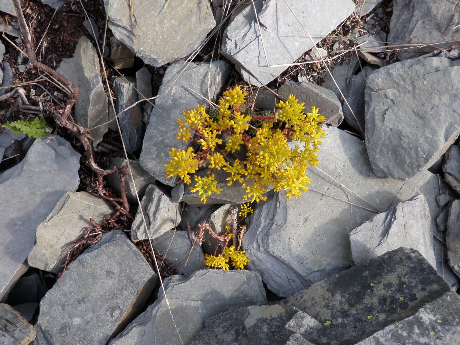Banff Trail Trash Rockwall!