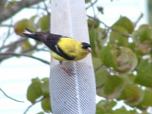 Yellow Finch Eating