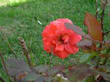 Cary Grant Rose