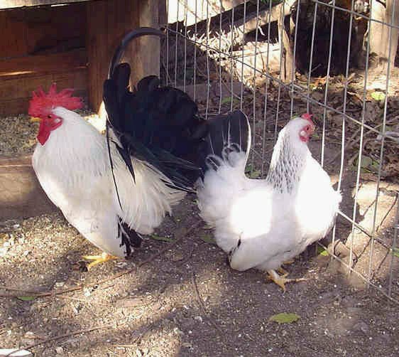 GALLINAS Y PALOMAS DE RAZA: GALLINAS Y PALOMAS DE RAZA