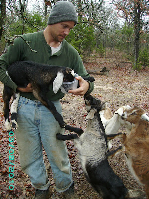 Image shows a man outside in dirty jeans, a green shirt and a knit hat, feeding a goat in his arms while several more jump onto his leg.