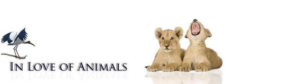 In Love of Animals, animal information, animal blog, animal blogs