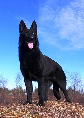 Best blue black german shepherd Flash Sales