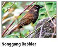 ScienceDaily Nonggang Babbler discovered exciting discovery news of discovery amazing discoveries rare bird rare bird species