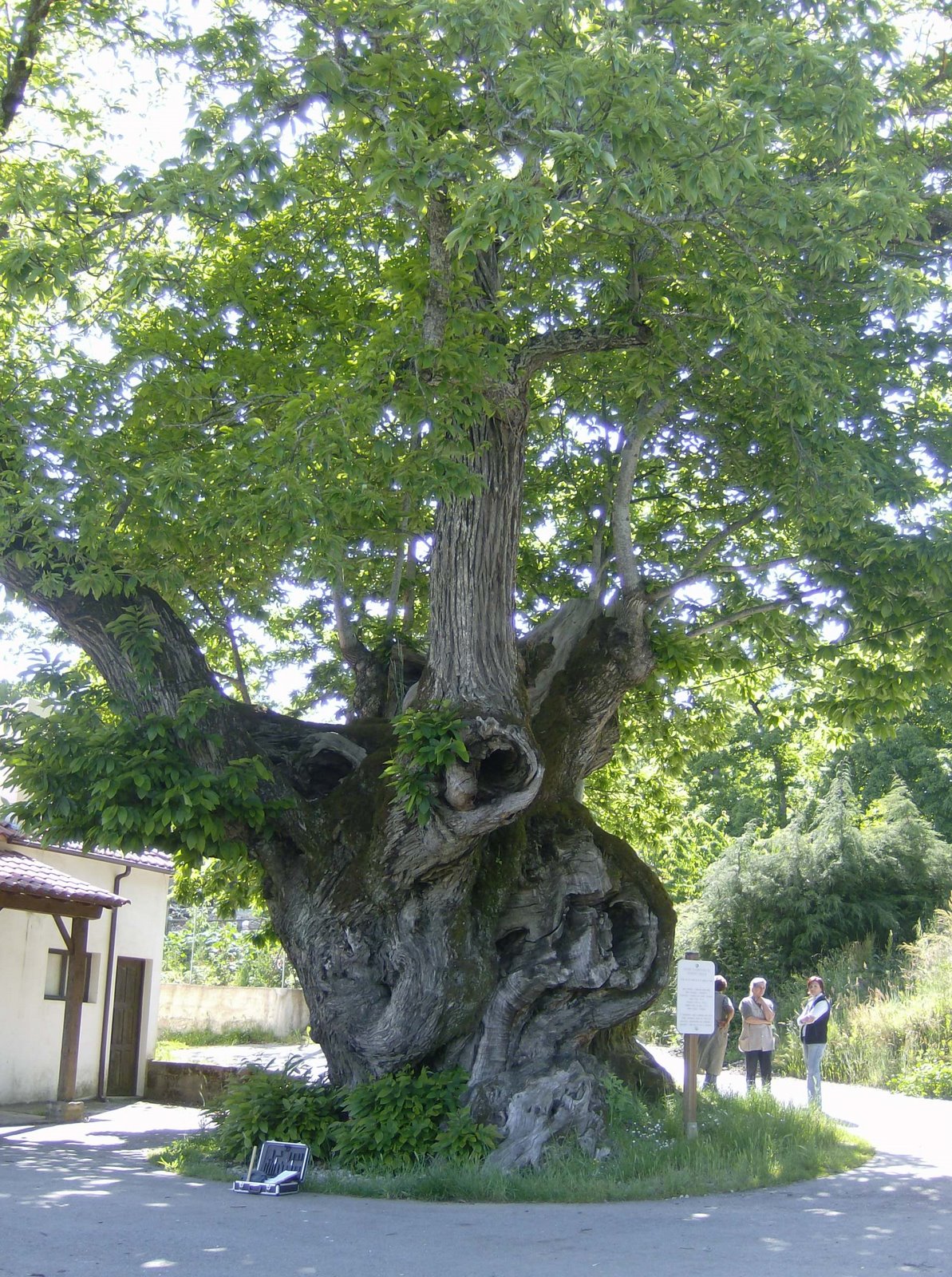 [castanheiro+lagarelhos1]