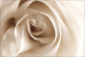 [20060809225733_white-rose.jpg]