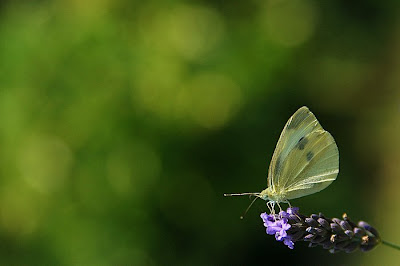 pavan: 12 of the Most Fascinating Butterflies
