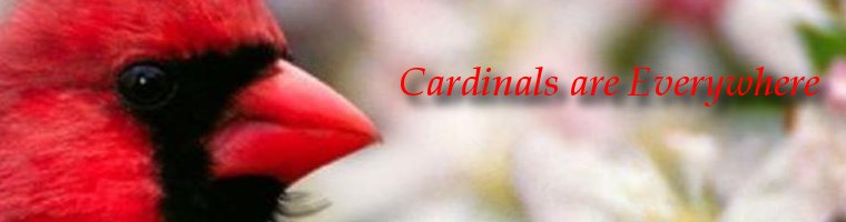 Cardinals are Everywhere! (Bird and Wildlife Blog)
