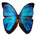 Las alas de la mariposa: prueba de la existencia de un Diseñador