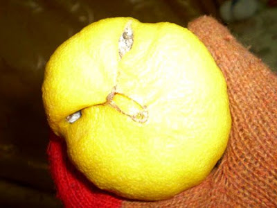Weirdest Lemon Ever Found on Earth
