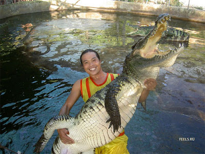 Crocodile stunts