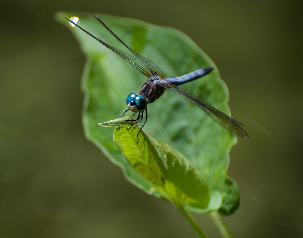 Nature Reporters: Interesting insects