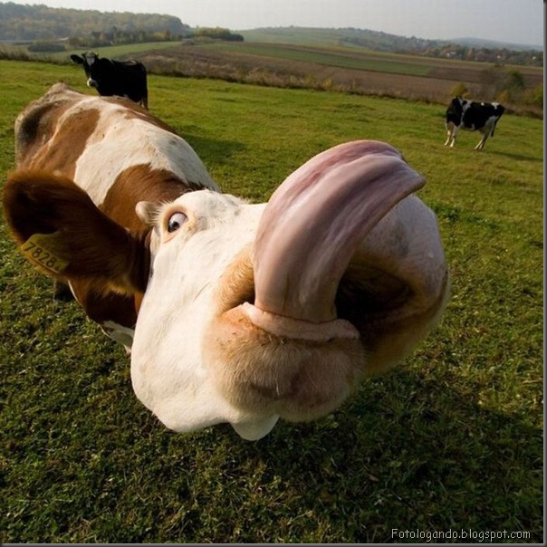 vaca+louca%5B3%5D.jpg