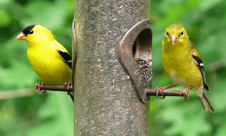 burung tercantik di dunia