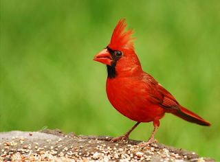 burung tercantik di dunia