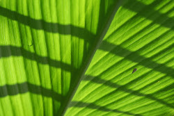 desktop tropical garden leaf yahoo background rainforest palm wallpapers shadows curcuma fronds hdcom wwwwallpapers wallpapersafari zoom