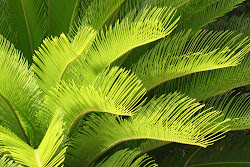 tropical desktop garden wallpapers flowers cycad sago king rainforest