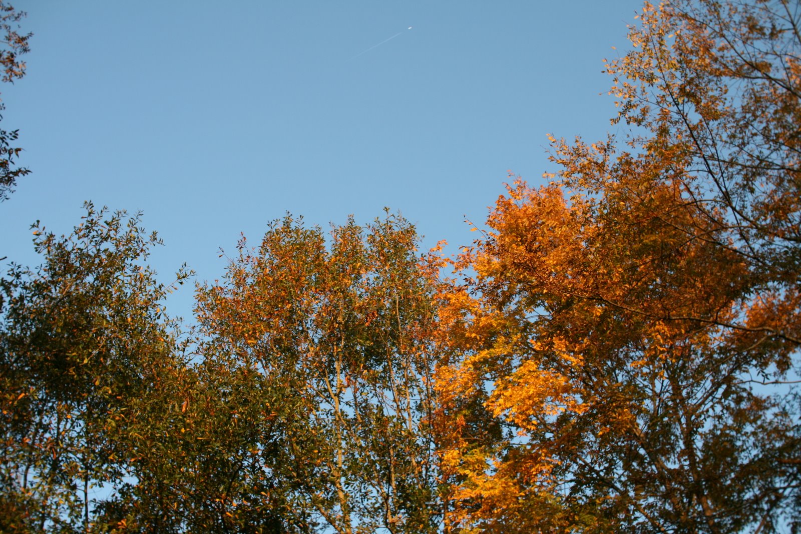 [IMG_4556.jpg]