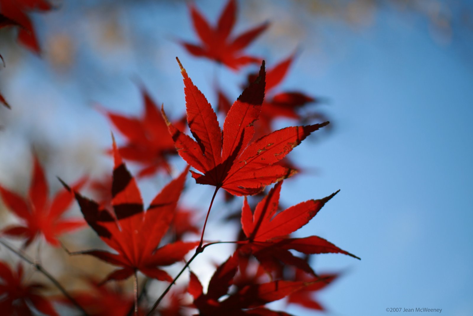 [jap+maple.jpg]