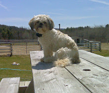 Just Hangin out on the Picnic Table