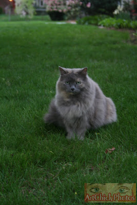 catinrain