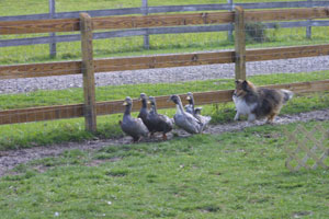 [geese+police.jpg]
