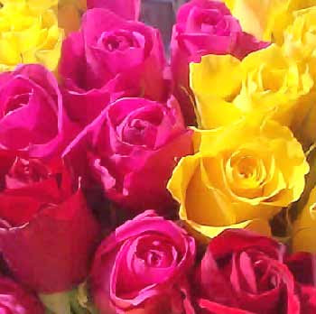 assorted roses