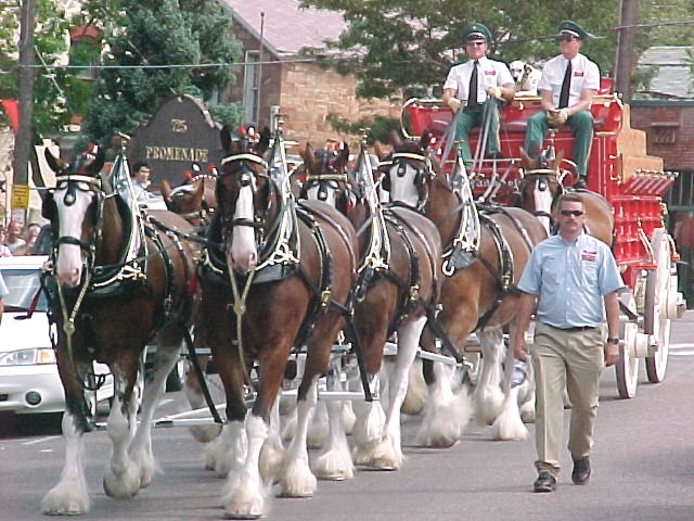 [clydesdales1.jpg]