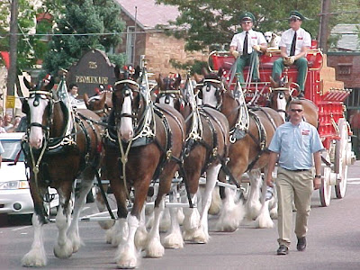 clydesdales1