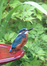 KINGFISHER