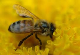 It's A Didnot's World: I'm gonna talk about YELLOW JACKETS!!!