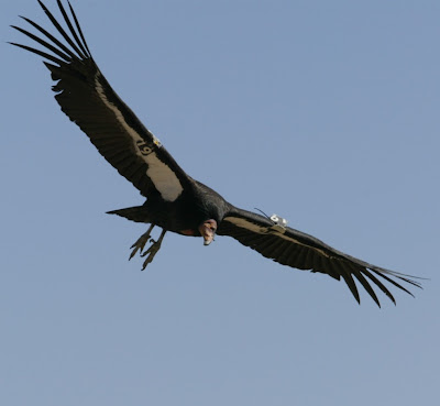 California Condor #19 NPS archive