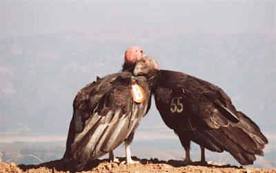 California condors snuggling NPS archive