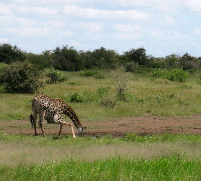 Giraffe Kruger National Park South Africa